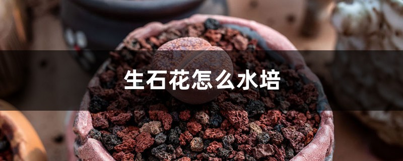 生石花怎么水培 生石花怎么水培