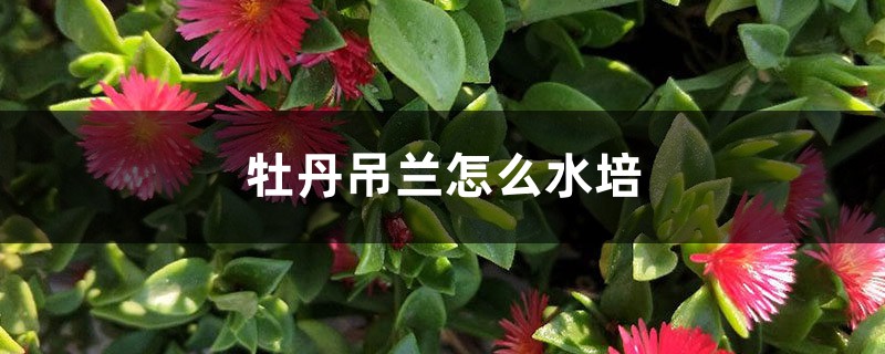 牡丹吊兰怎么水培 牡丹吊兰怎么水培