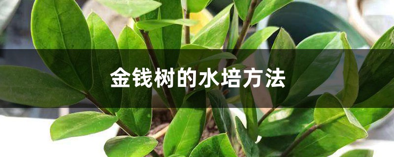 金钱树的水培方法 金钱树的水培方法