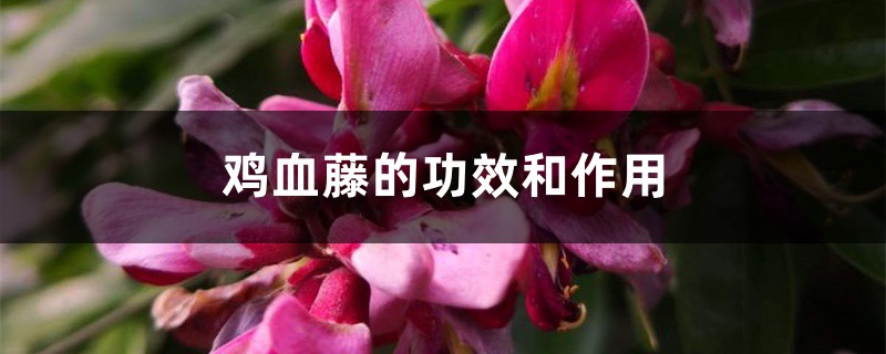 鸡血藤的功效和作用 鸡血藤的功效和作用