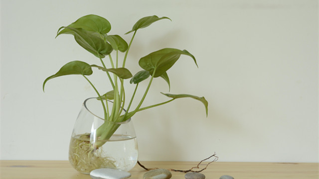 如何种水培植物 如何种水培植物
