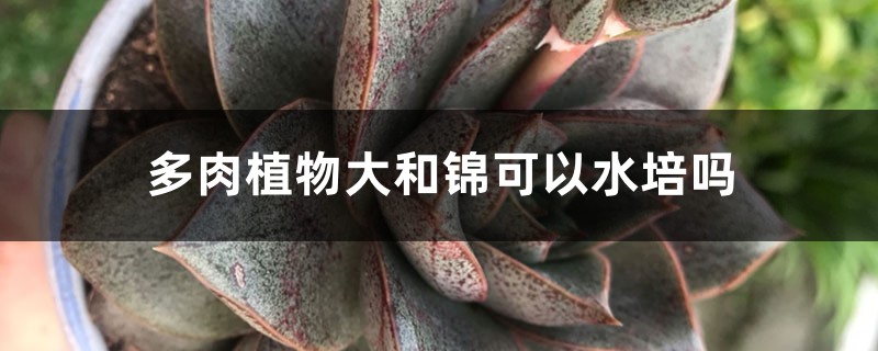 多肉植物大和锦可以水培吗 多肉植物大和锦可以水培吗