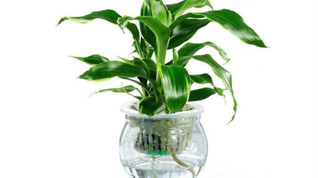 水培植物有哪些特点 水培植物有哪些特点