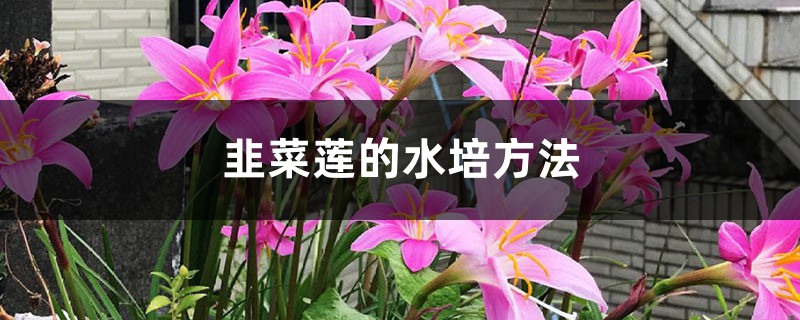 韭菜莲的水培方法 韭菜莲的水培方法