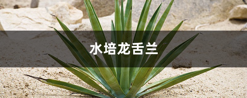 水培龙舌兰 水培龙舌兰