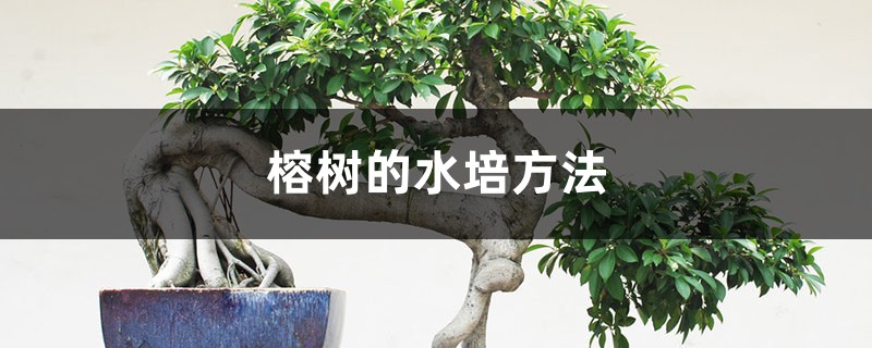 榕树的水培方法 榕树的水培方法