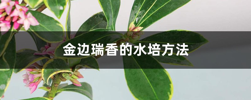 金边瑞香的水培方法 金边瑞香的水培方法