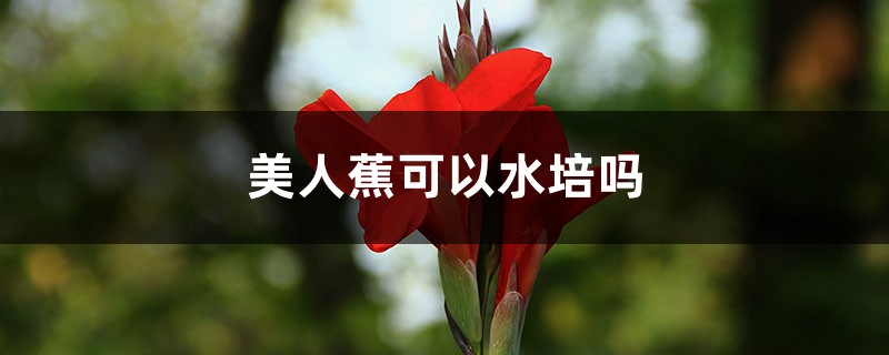 美人蕉可以水培吗 美人蕉可以水培吗