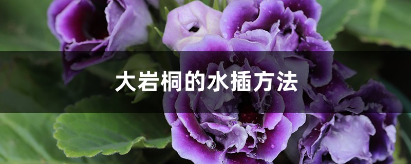 大岩桐的水插方法 大岩桐的水插方法