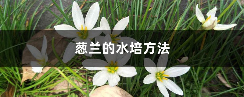 葱兰的水培方法 葱兰的水培方法