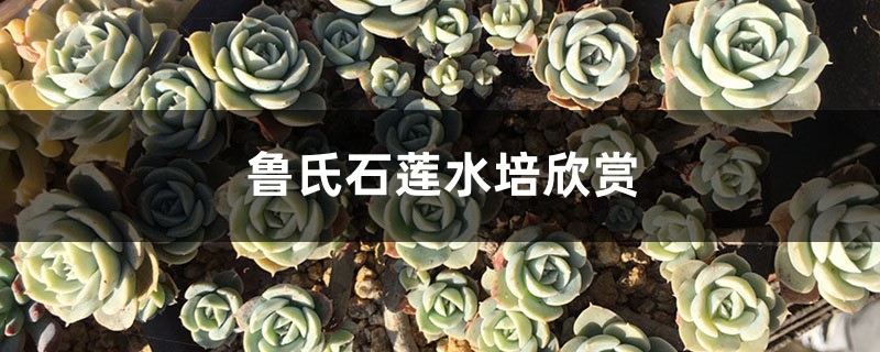鲁氏石莲水培欣赏 鲁氏石莲水培欣赏