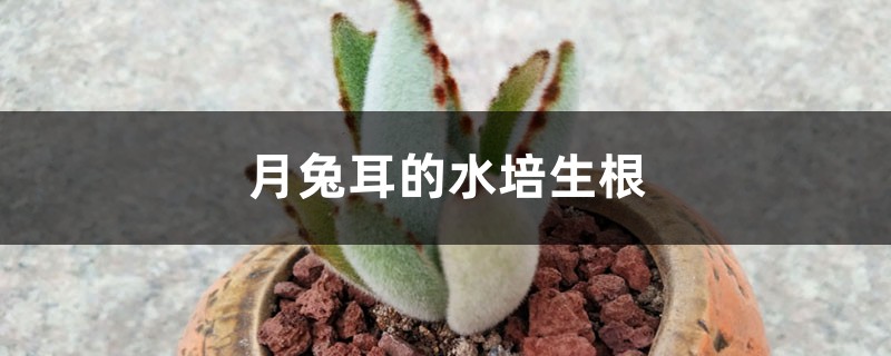 月兔耳的水培生根 月兔耳的水培生根