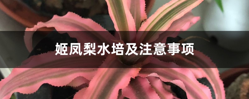 姬凤梨水培及注意事项 姬凤梨水培及注意事项