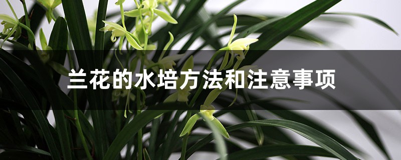 兰花的水培方法和注意事项 兰花的水培方法和注意事项
