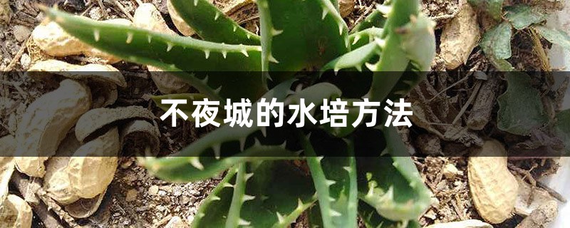 不夜城的水培方法 不夜城的水培方法