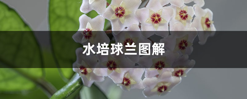 水培球兰图解 水培球兰图解