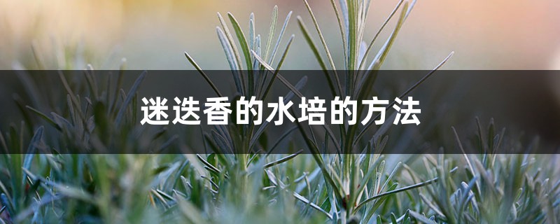 迷迭香的水培的方法 迷迭香的水培的方法