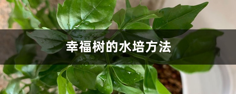 幸福树的水培方法 幸福树的水培方法