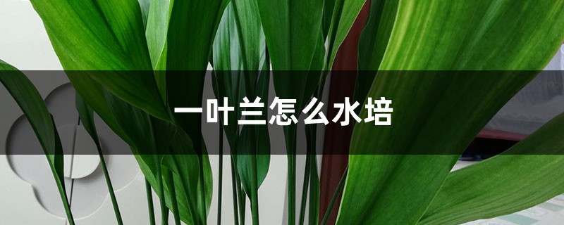 一叶兰怎么水培 一叶兰怎么水培