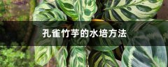 孔雀竹芋的水培方法