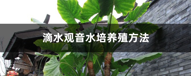 滴水观音的水培养护大全 滴水观音的水培养护大全