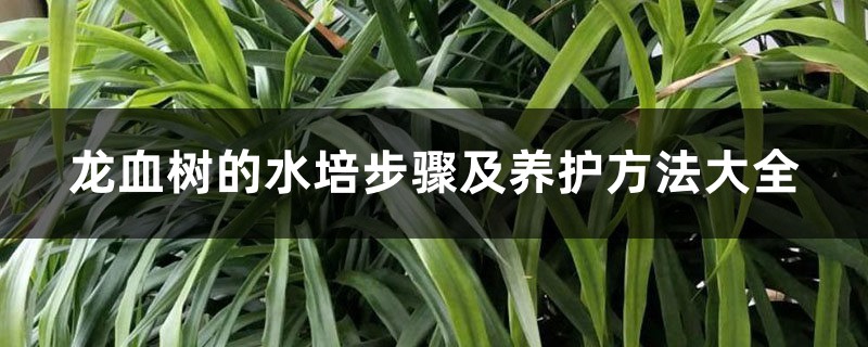 龙血树的水培步骤及养护方法大全