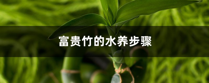 富贵竹的水养步骤 富贵竹的水养步骤