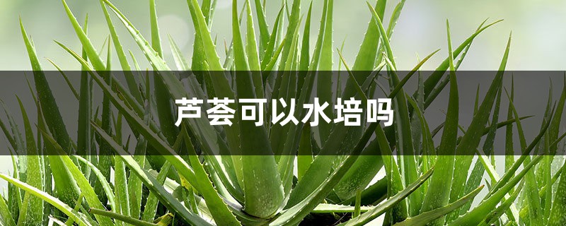 芦荟可以水培吗 芦荟可以水培吗