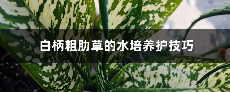 白柄粗肋草的水培养护技巧 白柄粗肋草的水培养护技巧