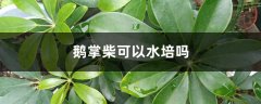 鹅掌柴可以水培吗