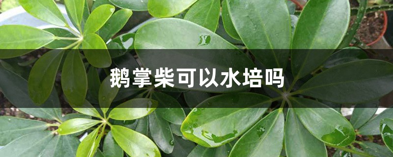 鹅掌柴可以水培吗 鹅掌柴可以水培吗