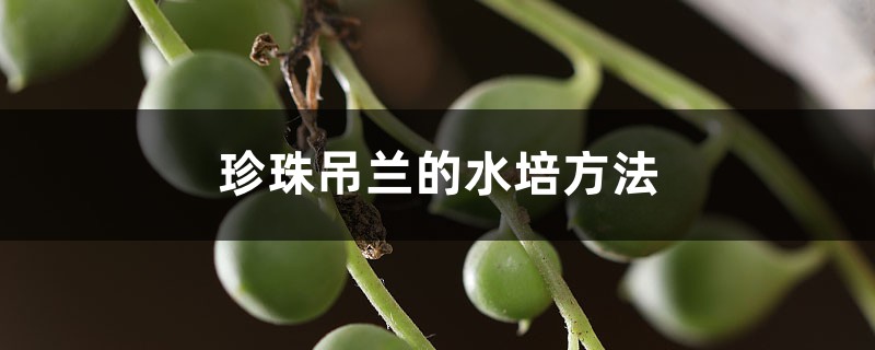 珍珠吊兰的水培方法 珍珠吊兰的水培方法