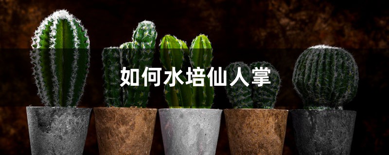 如何水培仙人掌 如何水培仙人掌