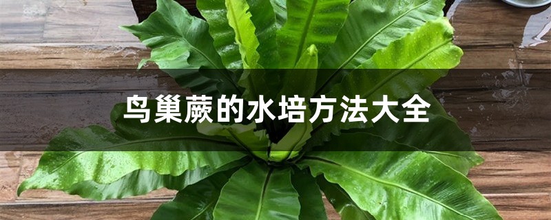 鸟巢蕨的水培方法大全 鸟巢蕨的水培方法大全