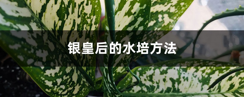 银皇后的水培方法 银皇后的水培方法
