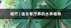 棕竹 | 适合客厅养的水养植物