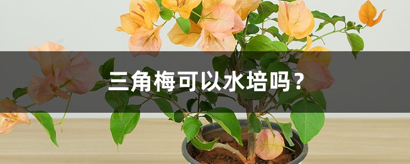 三角梅可以水培吗? 三角梅可以水培吗?