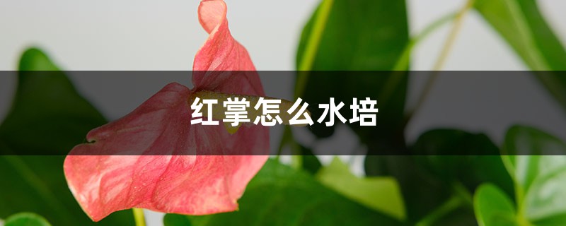 红掌怎么水培 红掌怎么水培