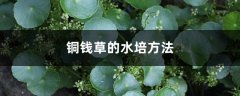 铜钱草的水培方法