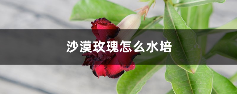 沙漠玫瑰怎么水培 沙漠玫瑰怎么水培