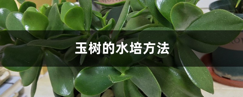 玉树的水培方法 玉树的水培方法
