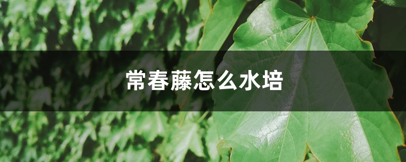 常春藤怎么水培 常春藤怎么水培
