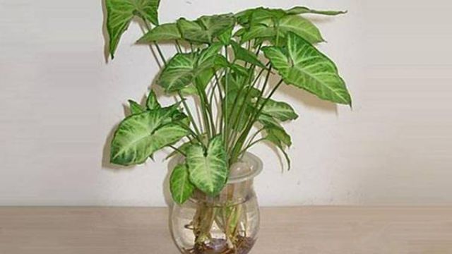 合果芋