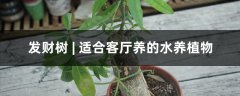 发财树 | 适合客厅养的水养植物