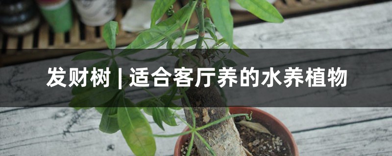 发财树