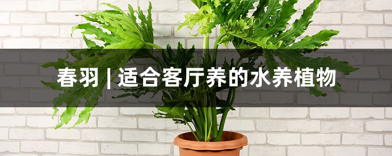 春羽