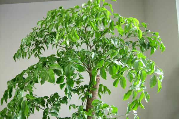 菜豆树