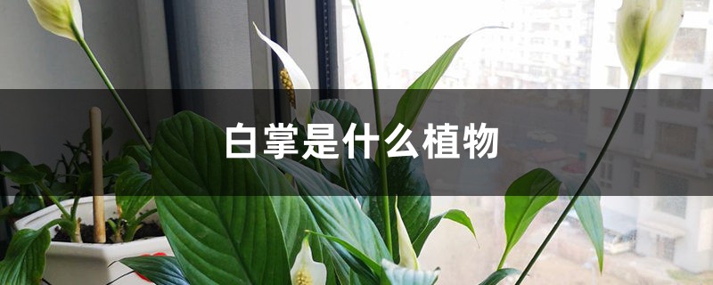 白掌是什么植物 白掌是什么植物