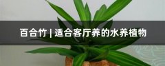 百合竹 | 适合客厅养的水养植物