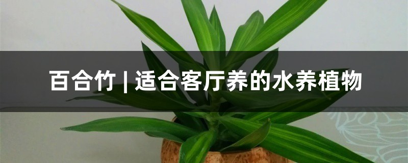 百合竹
